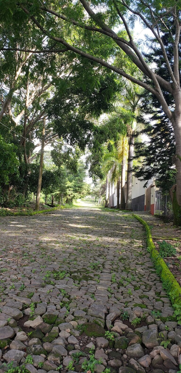 3117 suchitlan 768x1579