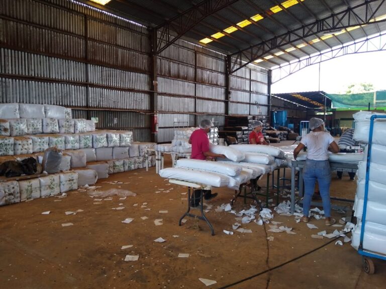 3787 germinaza 768x576