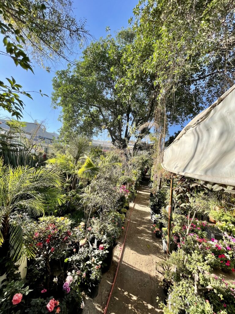 13213 vivero tonala 768x1024