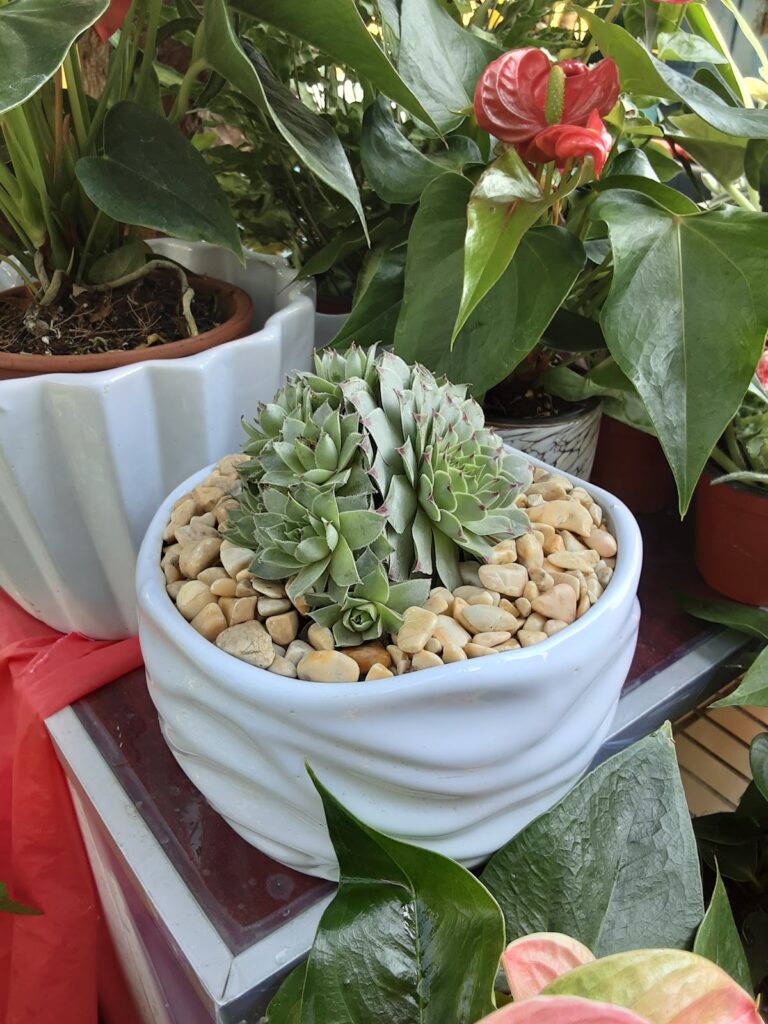 13251 jardin central orquideas y deco 768x1024