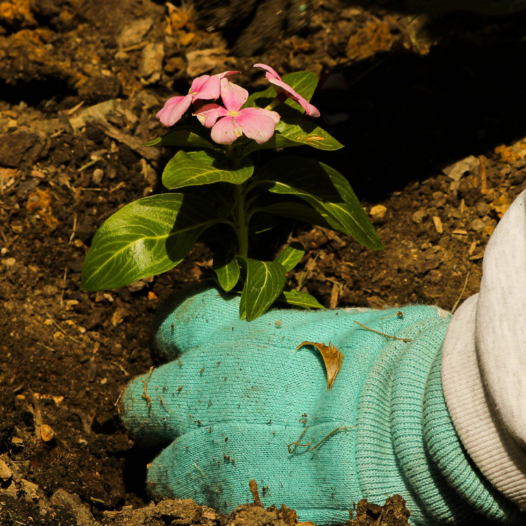 13334 la vida verde jardineria sistema de riego y diseno poda de arboles limpieza de terrenos paisajismo queretaro 768x768