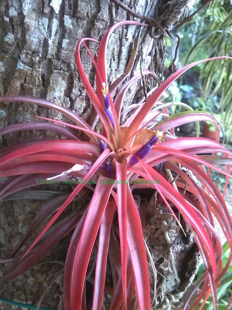 13357 vivero y servicios de jardineria chetumal 768x1024