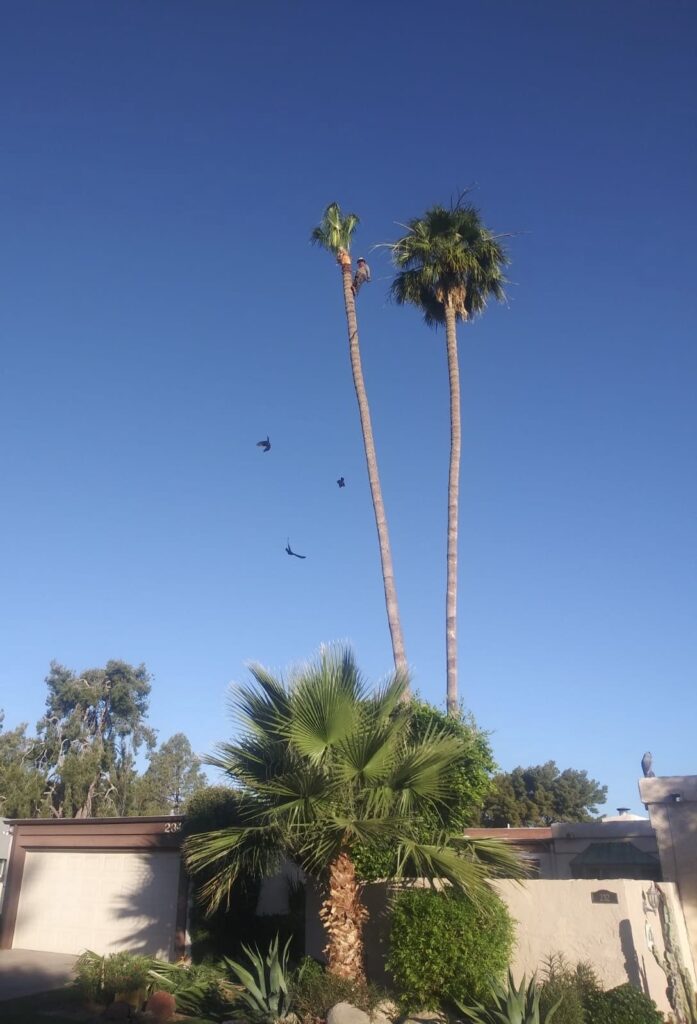 13391 poda de palma y arboles jardineria general 697x1024