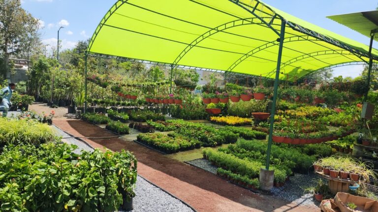 13420 viveros de reynosa matriz 768x432