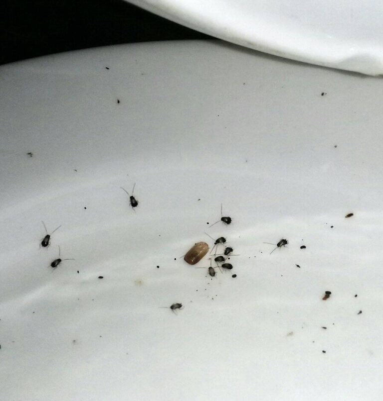 13566 fumigaciones ecologicas de chiapas 768x806