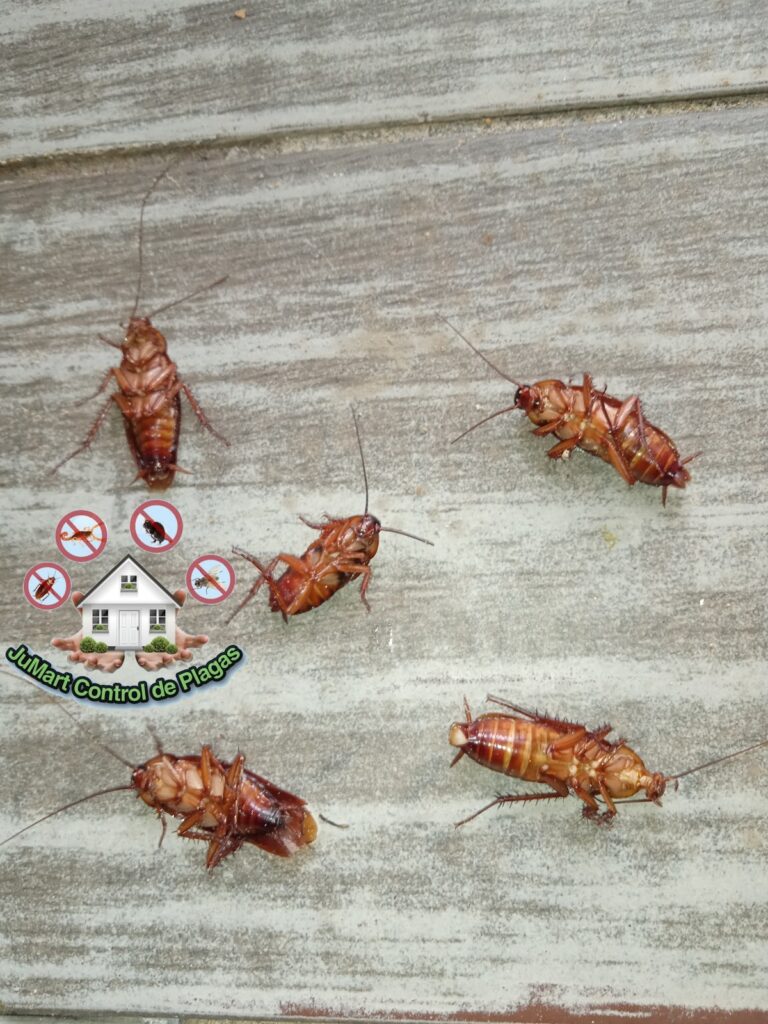 13723 jumart control de plagas 768x1024