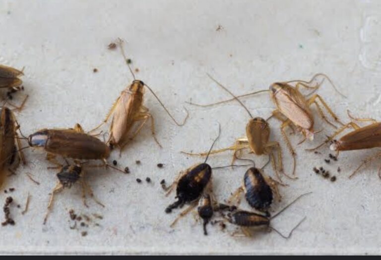 13759 fumigante para chinche 768x525