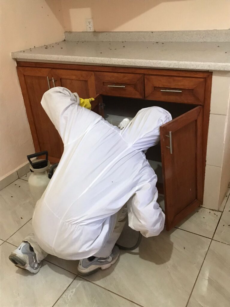 13778 fumigaciones hernandez vergel 768x1024