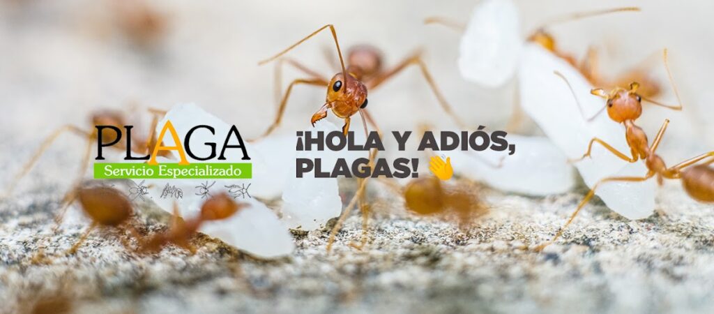 14003 plaga servicio especializado 1024x450