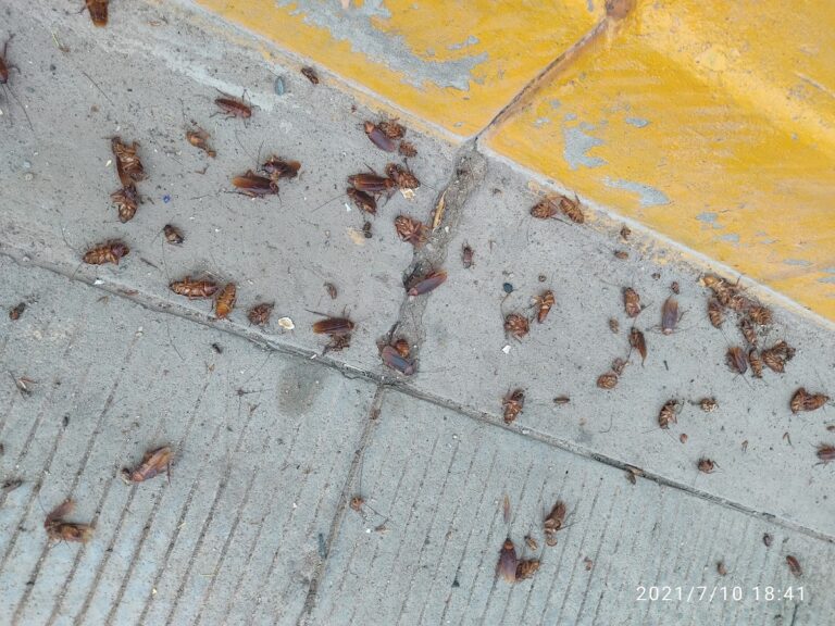 14042 valdez fumigacion 768x576