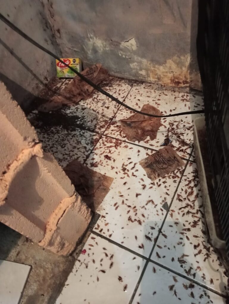 14081 fumigaciones matamoros 770x1024