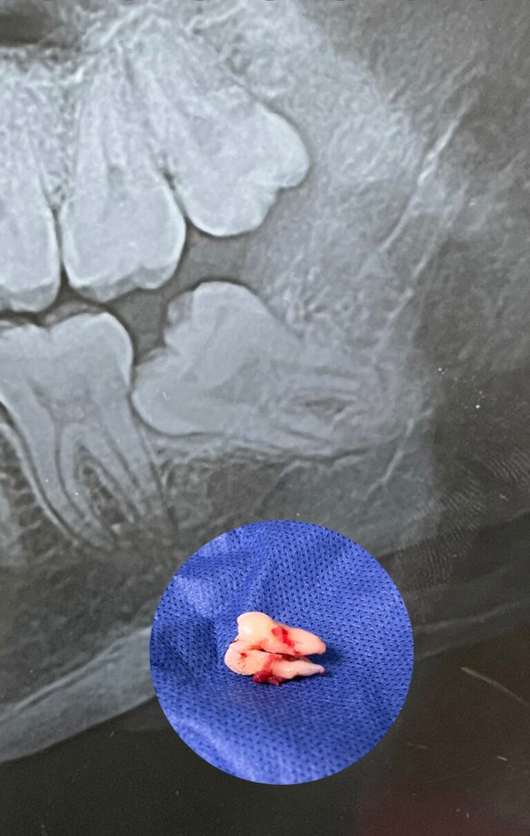 19984 cirujano dentista alba lopez cortez 768x1211