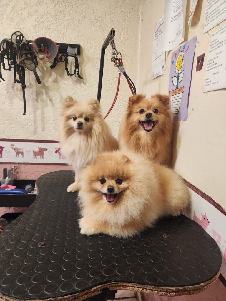 20175 veterinario mvz. mario gaitan 768x1024