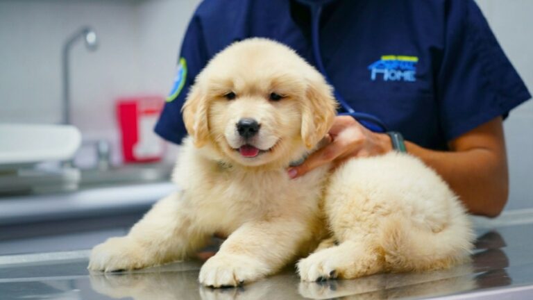 20220 hospital veterinario animal home coapa 24 horas 768x432