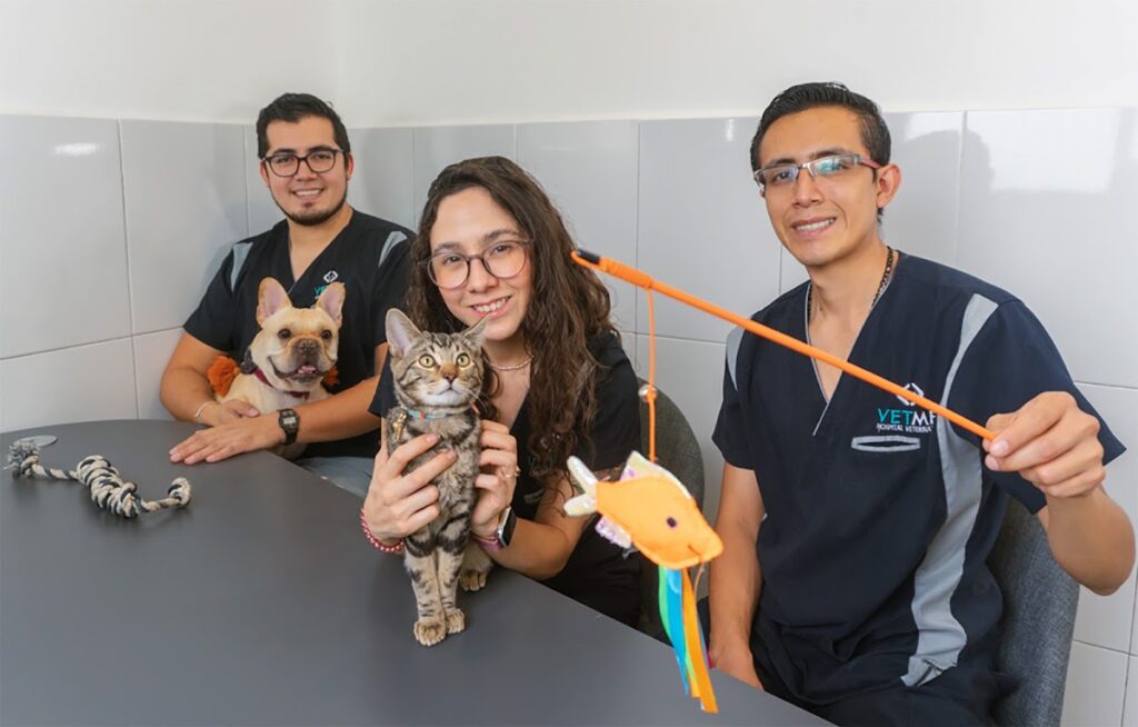 20232 vetme 8211 hospital veterinario condesa 1024x654