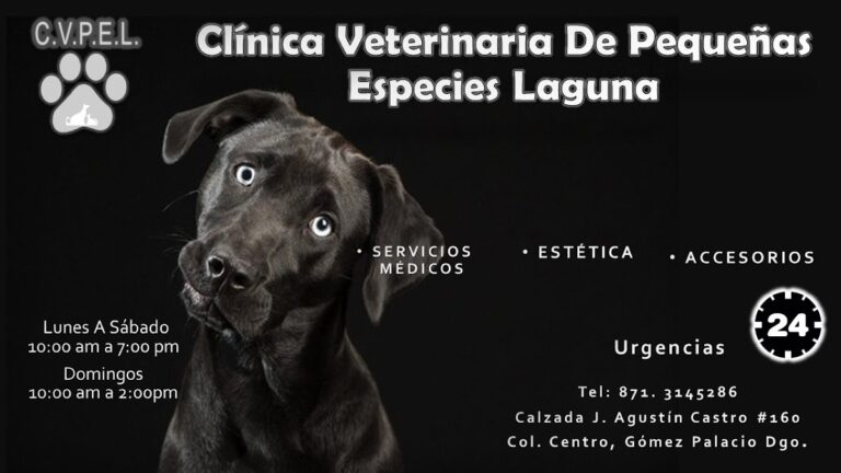 20244 clinica veterinaria de pequenas especies laguna 768x432
