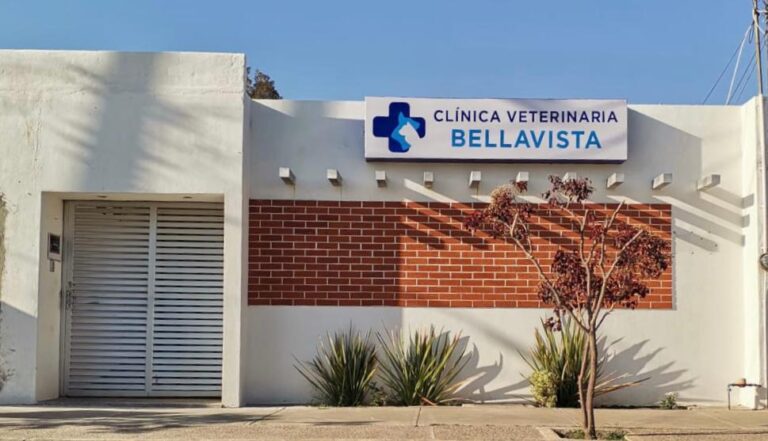 20264 clinica veterinaria bellavista 768x441