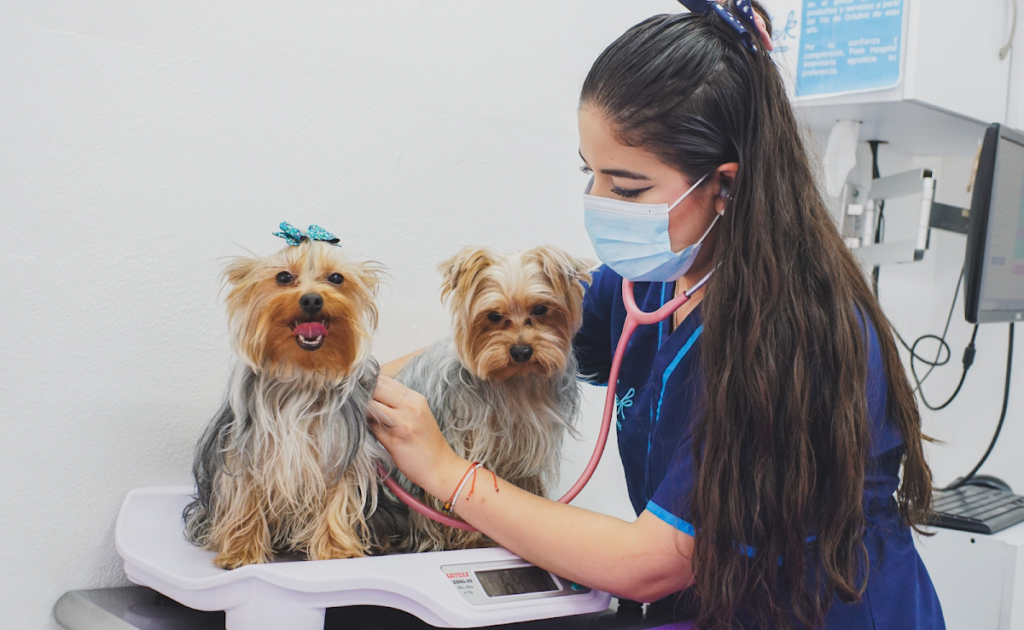 20281 peek hospital veterinario en pachuca oftalmologo veterinario en pachuca veterinaria 24 horas 1024x630