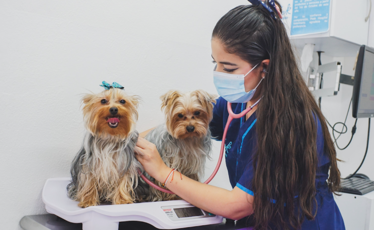 20281 peek hospital veterinario en pachuca oftalmologo veterinario en pachuca veterinaria 24 horas 768x472