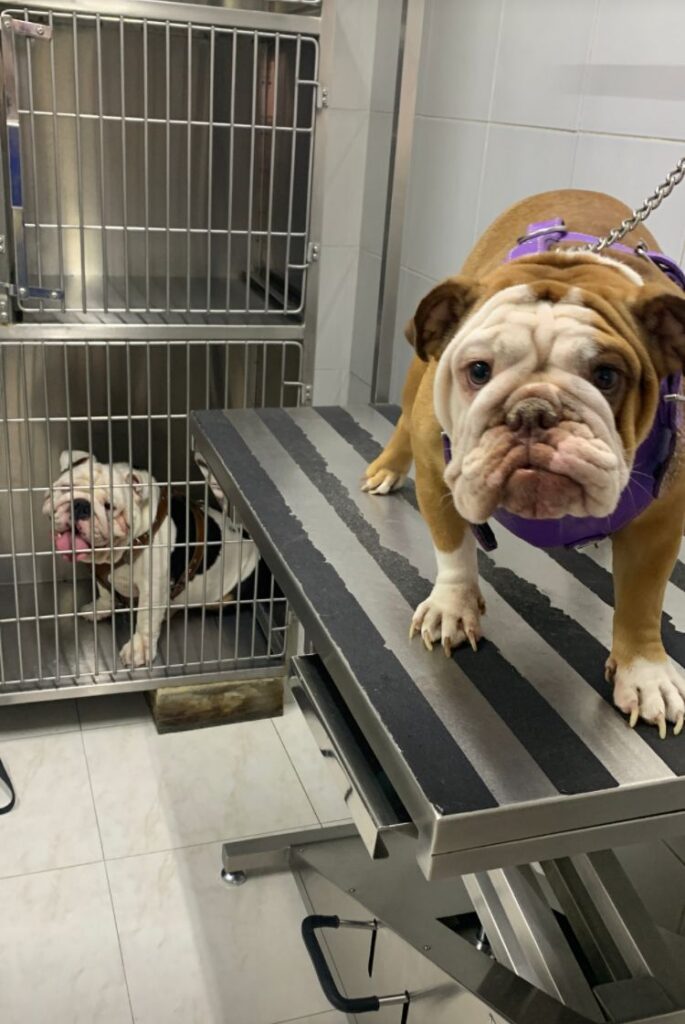 20293 clinica veterinaria tlaquepaque 685x1024