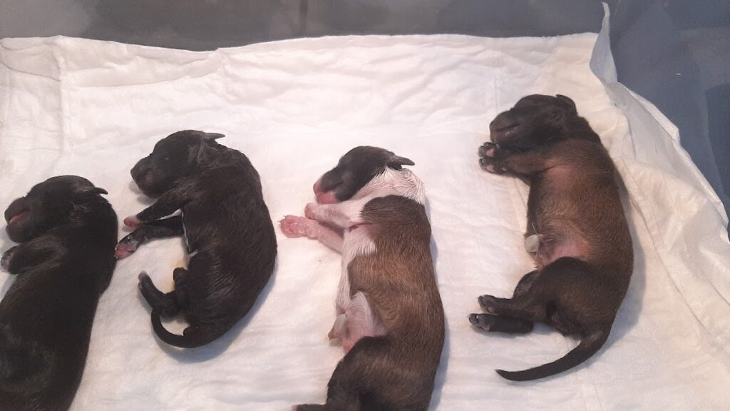 20299 veterinaria doki 1024x576