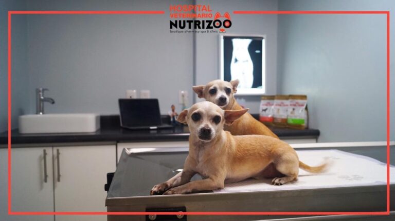 20301 hospital veterinario de especialidades nutrizoo 768x431