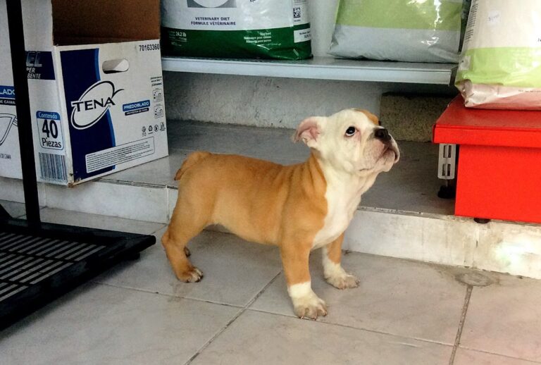 20317 hospital veterinario valle dorado 24hrs 768x518