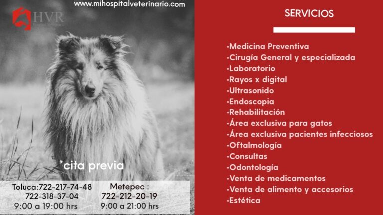 20342 hospital veterinario reynoso 768x432