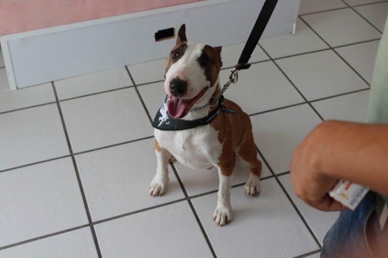 20344 atlauhtli casa de sanacion animal antes guaus y miaus 768x512