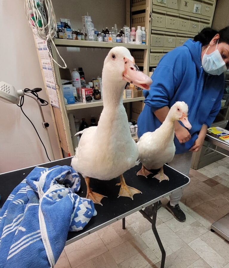 20348 veterinaria morelos 768x901