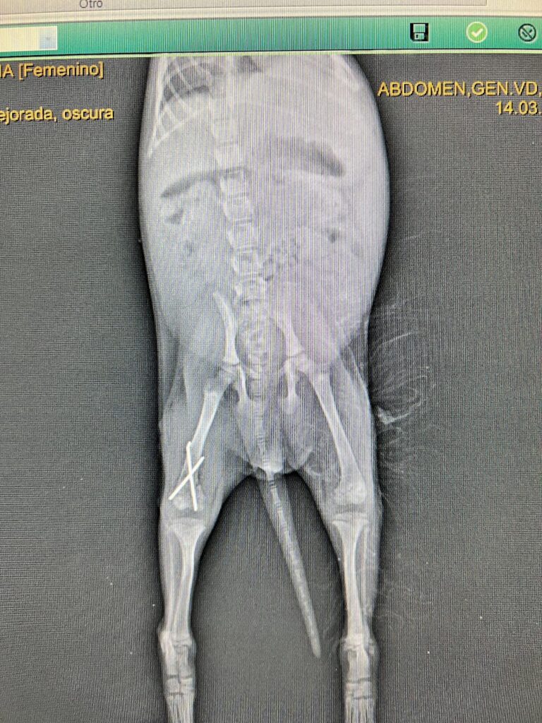 20355 hospital veterinario union la colina 768x1024