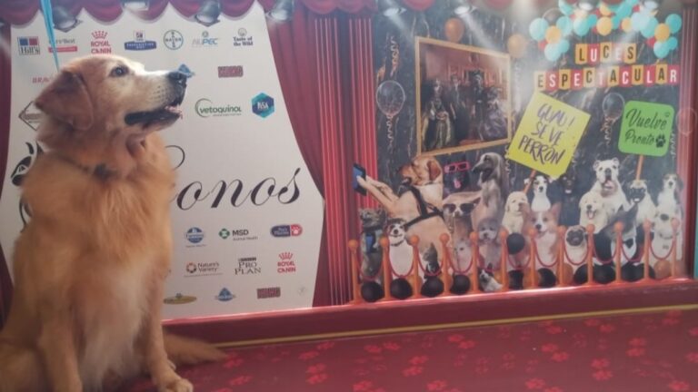 20401 kronos veterinaria y estetica 768x432