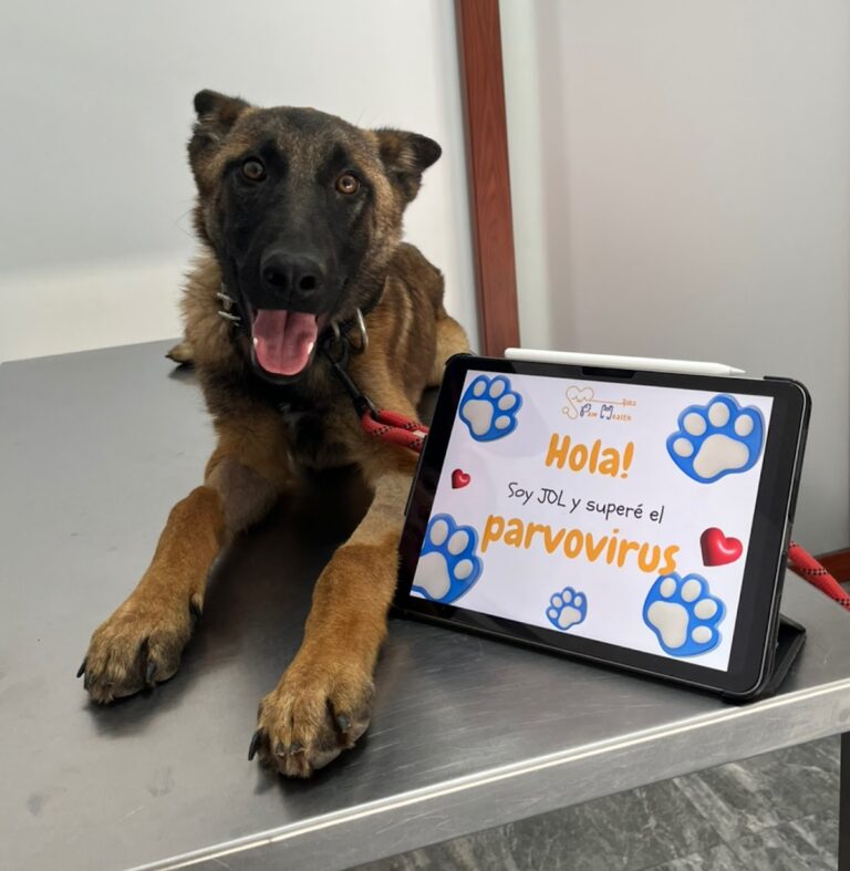 20419 clinica veterinaria paw health 24 horas 768x787