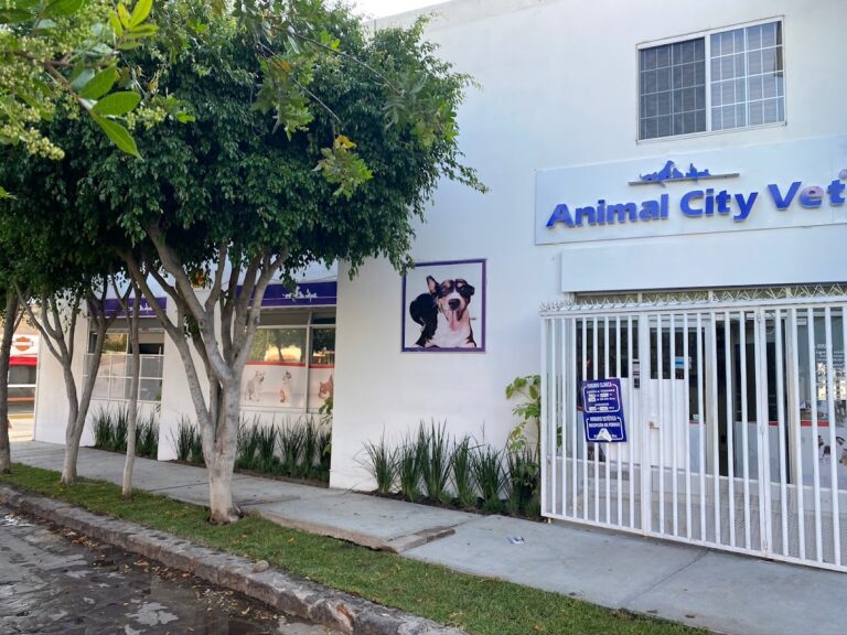 20442 hospital veterinario animal cityvet 768x576