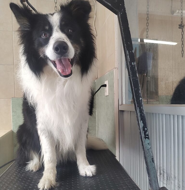 20490 clinica veterinaria de gante 768x789