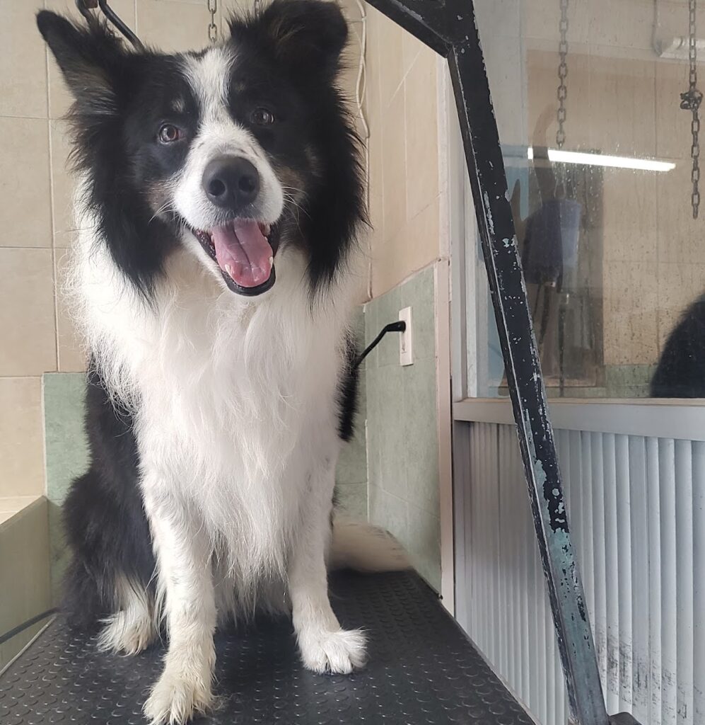 20490 clinica veterinaria de gante 997x1024