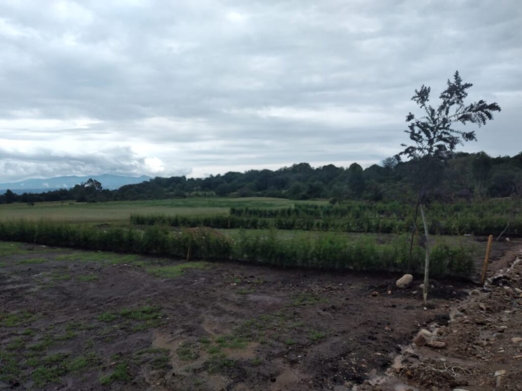 25285 incovimex 1024x768