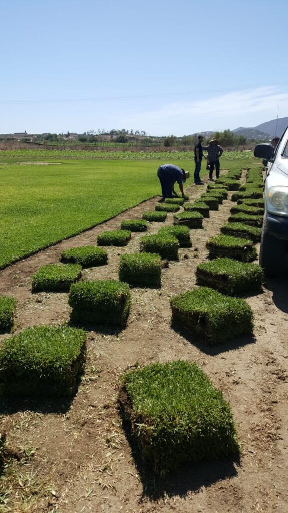 36908 jardineria morales 576x1024