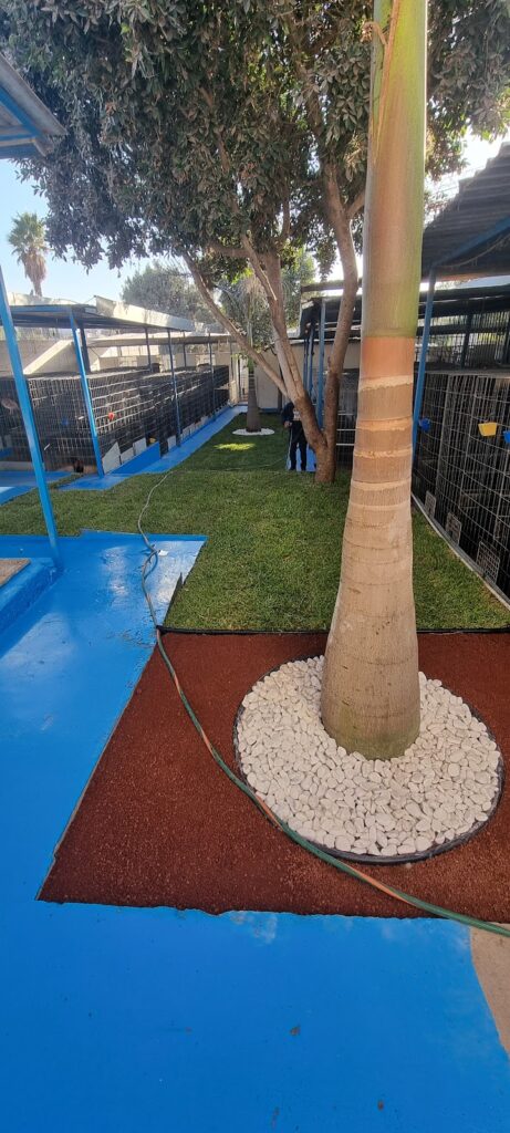 36910 vivero bugambilias 461x1024