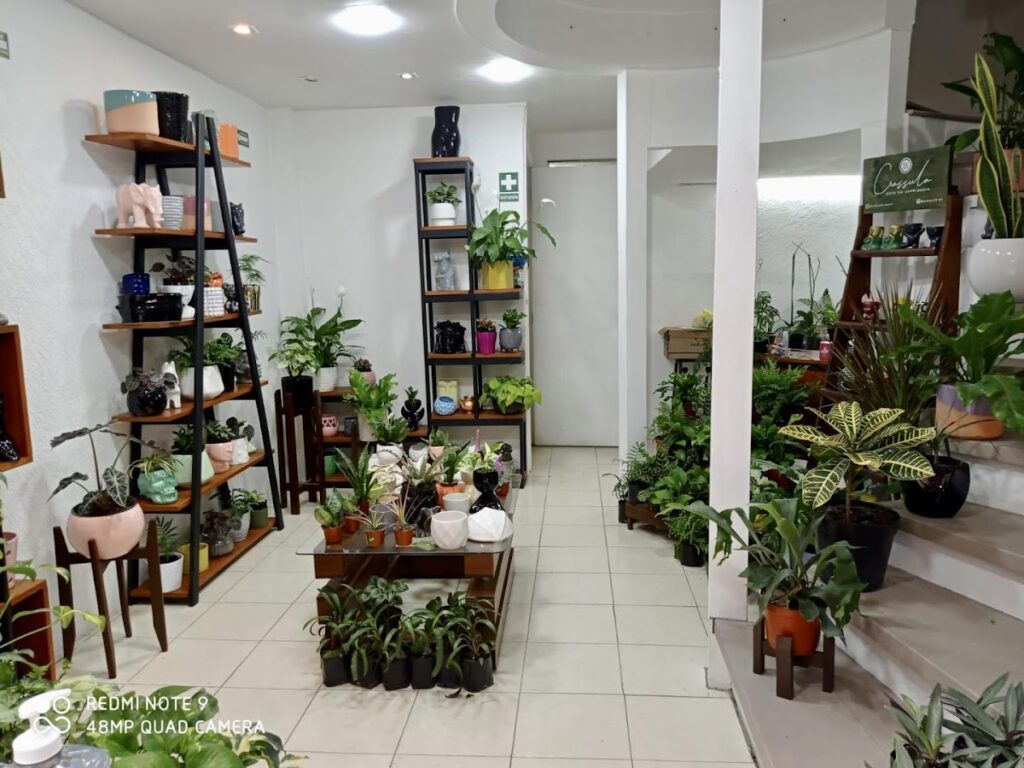 37042 crassula arte en jardineria 1024x768