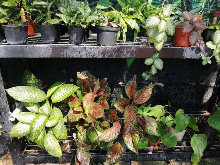 37129 colibri estudio verde 768x576