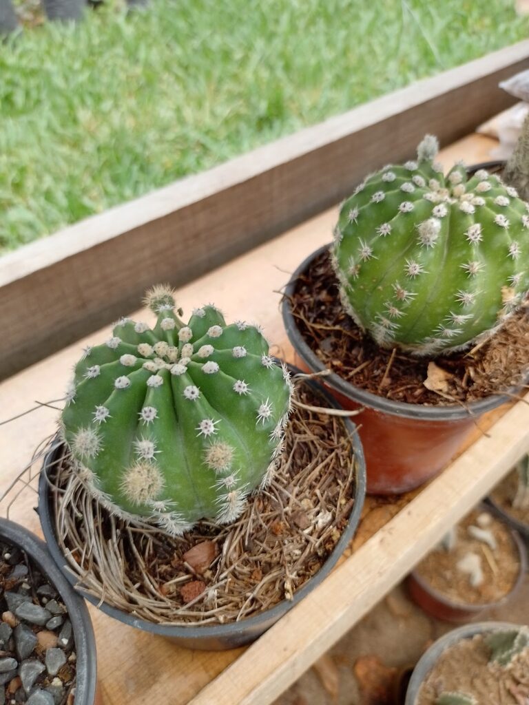 37184 vivero 8220el jardin8221 768x1024