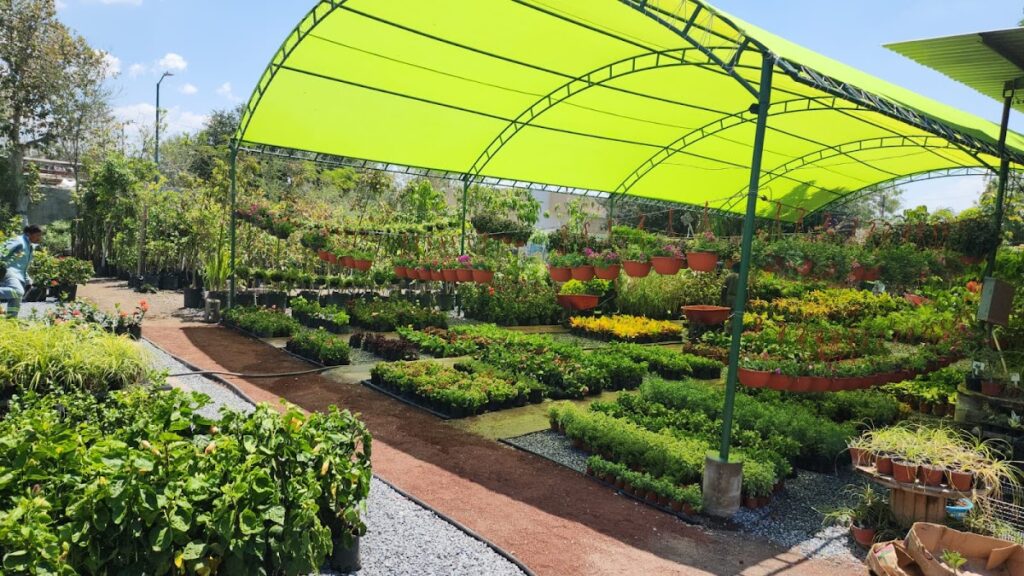 37223 viveros de reynosa matriz 1024x576