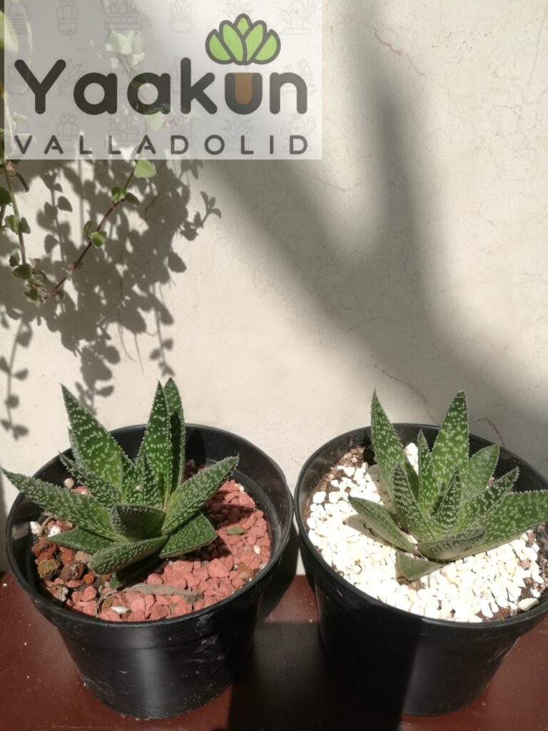 37270 yaakun valladolid 768x1024