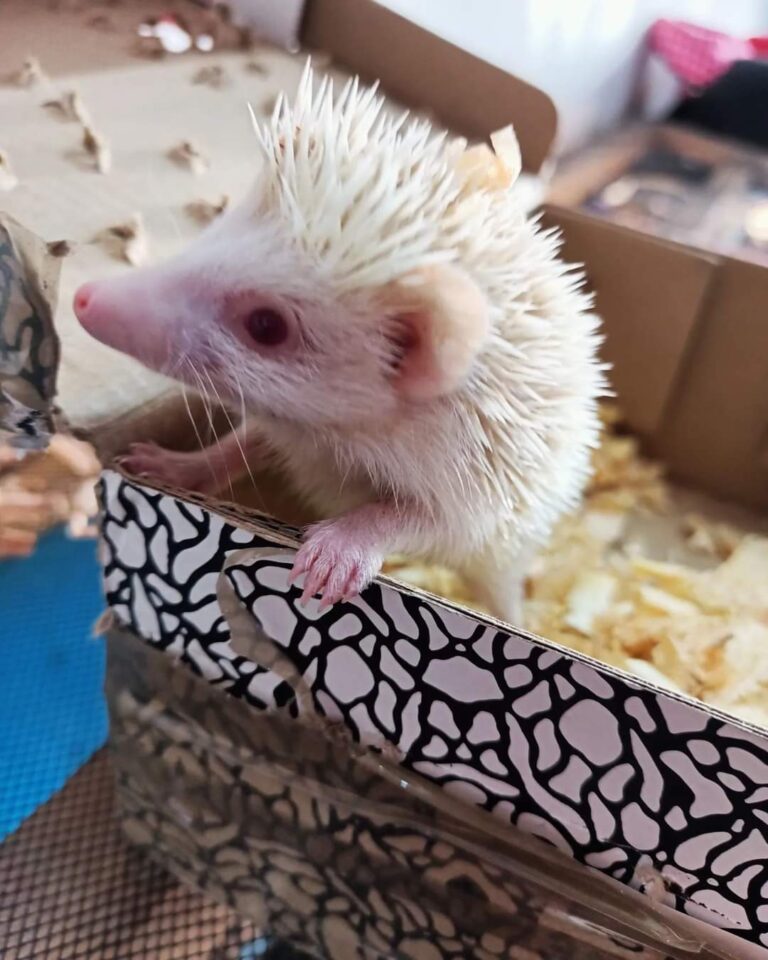 37777 mascota planeta 768x960