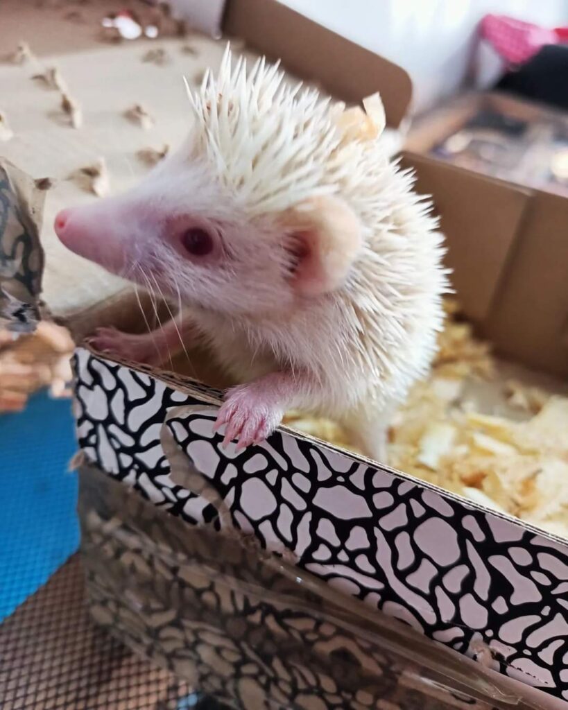 37777 mascota planeta 819x1024