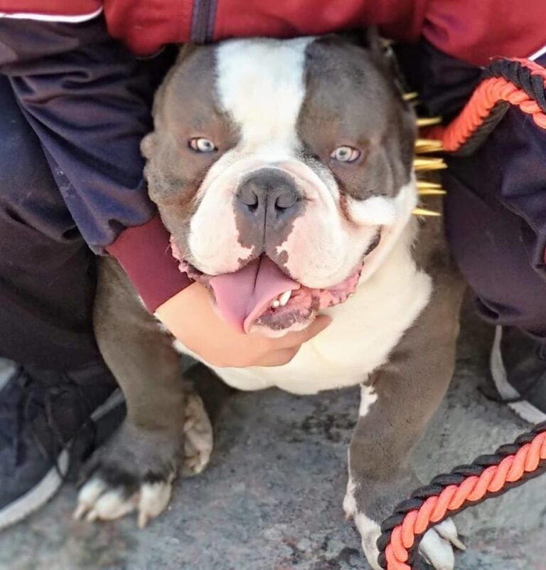 37837 zoolo cotas 768x801