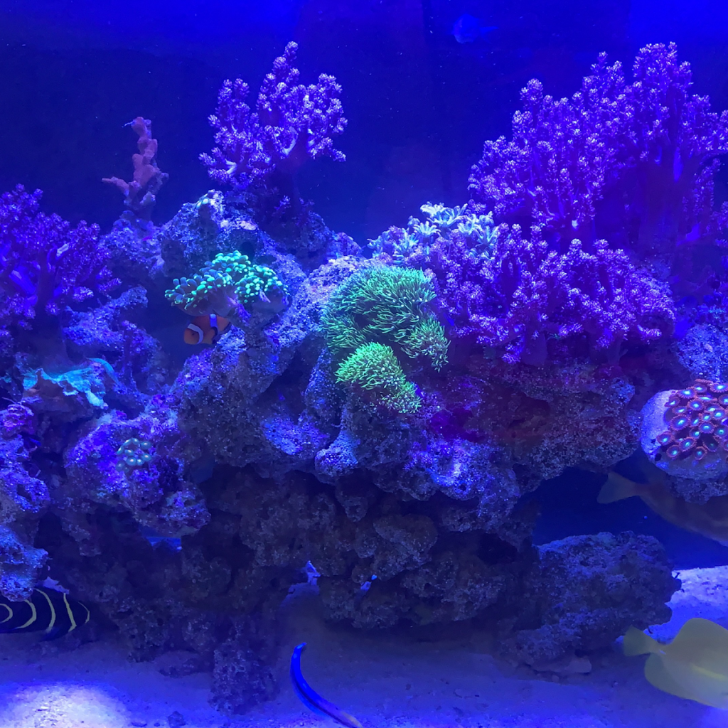 37848 aqua reef 1024x1024