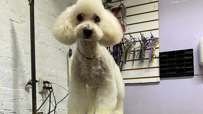 37867 estetica canina koko wash chilpancingo 768x433