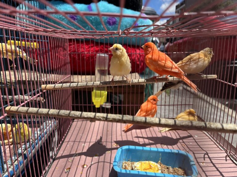 37875 villafon exotics 768x576